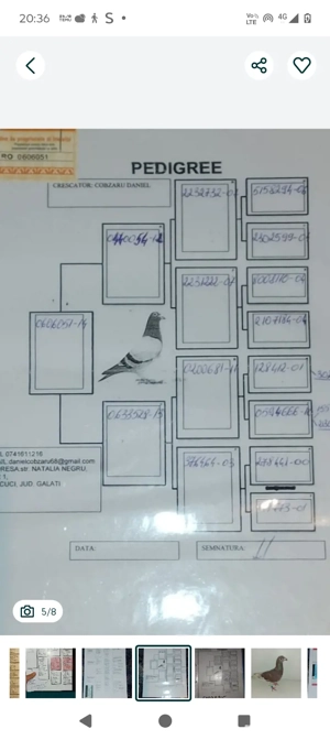 porumbei femela  - imagine 2