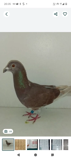 porumbei femela  - imagine 3