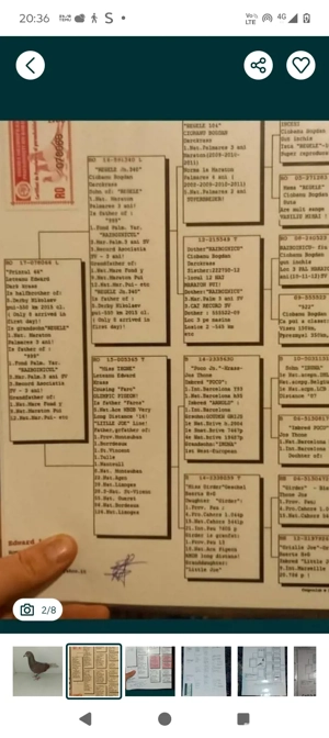 porumbei femela  - imagine 4