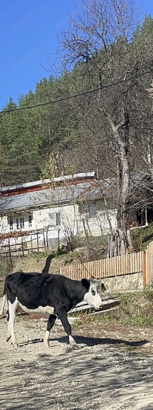 De vânzare vaci cu viței 