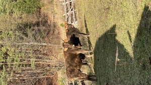 De vânzare vaci cu viței  - imagine 3