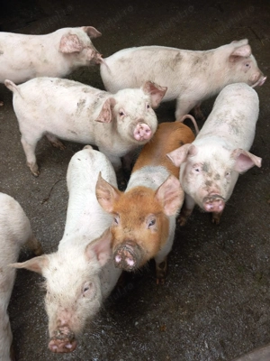 Vând purcei rasa Marele Alb   3 luni