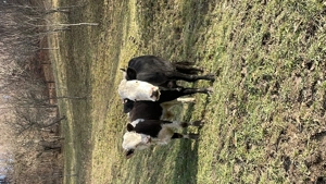 De vânzare vaci cu viței  - imagine 2