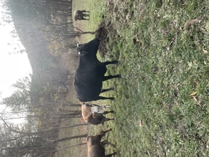 De vânzare vaci cu viței  - imagine 4