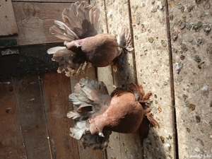 porumbei votați indieni - imagine 2