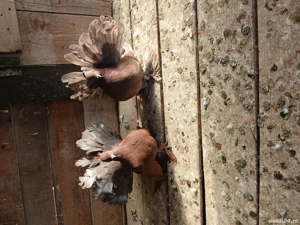 porumbei votați indieni - imagine 3