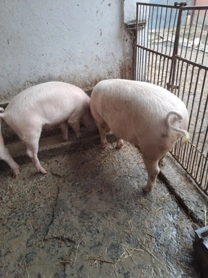 Vand porc de carne aprox. 100kg