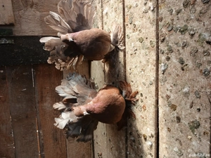 porumbei votați indieni - imagine 5