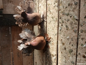 porumbei votați indieni - imagine 4