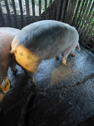 Vând porc între 120-140 kg - imagine 2