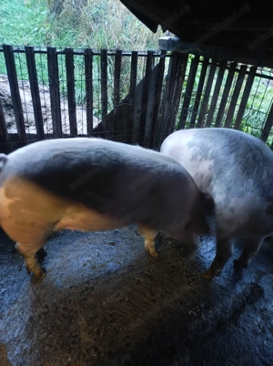 Vând porc între 120-140 kg - imagine 4