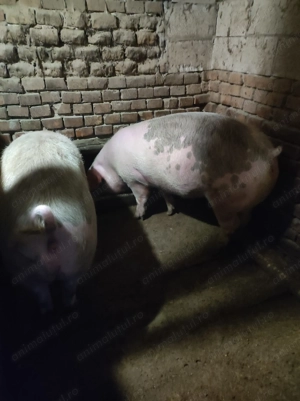 Vând porc între 120-140 kg - imagine 3