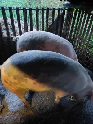 Vând porc între 120-140 kg