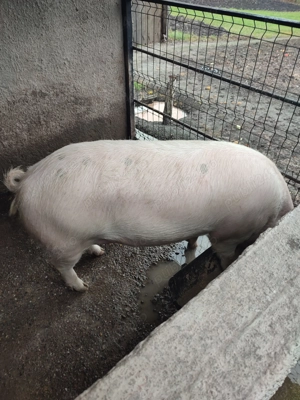 Pt masa de Crăciun  - imagine 5