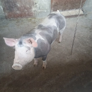 De vânzare - imagine 5