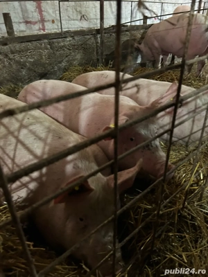 porci de vanzare - imagine 5