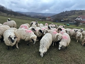 Oi de vânzare!! - imagine 2