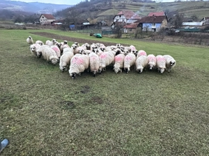 Oi de vânzare!! - imagine 4