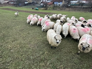 Oi de vânzare!!