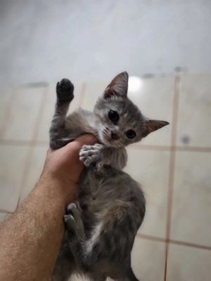 4 pui de pisica in carsta de 2 luni isi cauta un stapan bland si iubitor