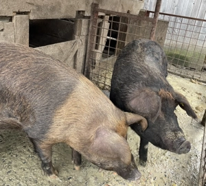 Vând Porci Maramureș 