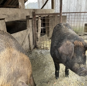 Vând Porci Maramureș  - imagine 2