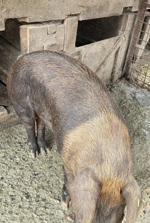 Vând Porci Maramureș  - imagine 3