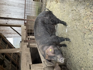 Vând Porci Maramureș  - imagine 4