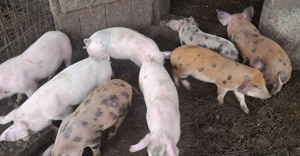 Vand purcei de 8 săptămâni 