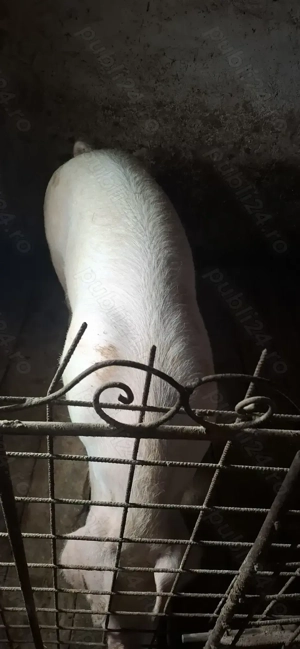 Porc de sacrificat  - imagine 2
