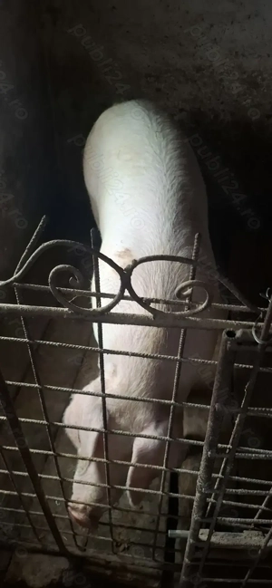 Porc de sacrificat  - imagine 4