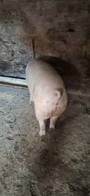 Porc de sacrificat  - imagine 3