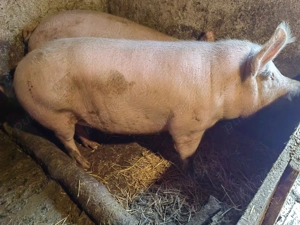 Vand porc pentru craciun crescut bio  - imagine 2