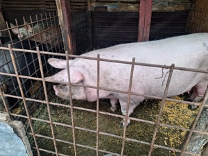 Porci de vanzare ialomita - imagine 2