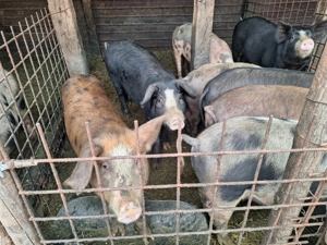 Porci de vanzare ialomita - imagine 3