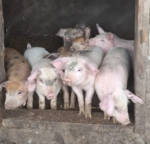 Vand purcei de 8 săptămâni  - imagine 2