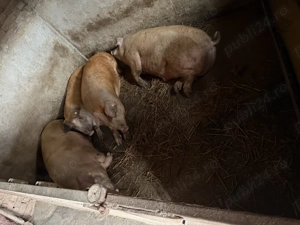 Vand porci  - imagine 2