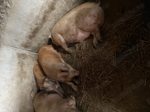 Vand porci  - imagine 3