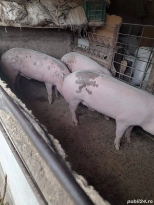 Porc de Carne  - imagine 5