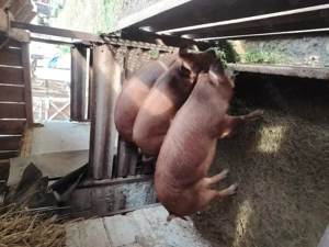 Vând porci, rasa pura, crescut fara concentrat  - imagine 4