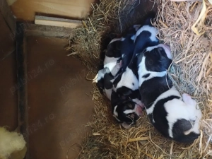 Căței beagle  cu vacin si carnet de sanatate