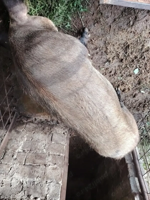 Vând porci, rasa pura, crescut fara concentrat  - imagine 5