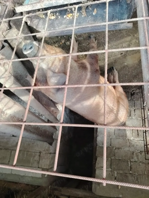 Vând porci, rasa pura, crescut fara concentrat  - imagine 2