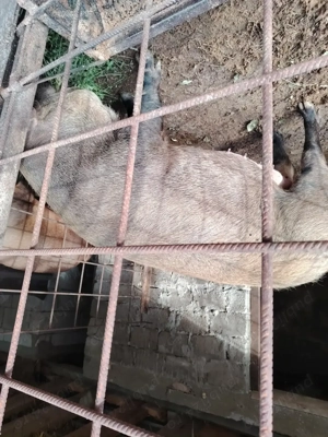 Vând porci, rasa pura, crescut fara concentrat  - imagine 3