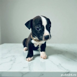 puiuti amstaff  - imagine 4