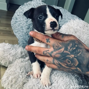 puiuti amstaff  - imagine 5