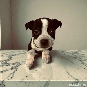 puiuti amstaff  - imagine 3