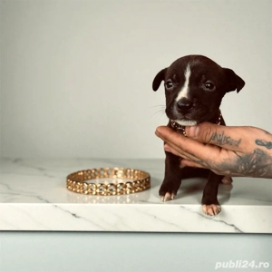 puiuti amstaff  - imagine 2