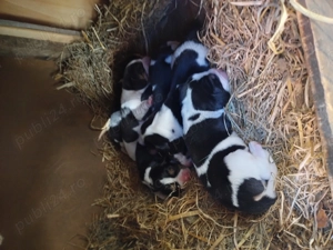 Căței beagle cu carnet de sănătate 