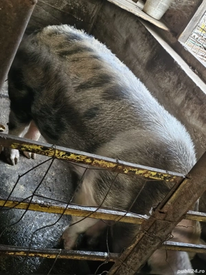 vand porci  - imagine 4